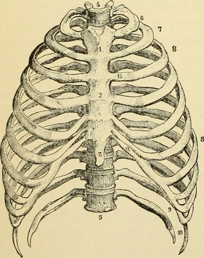 An illustration from Handbook of physiology : for students and practitioners of medicine / by Austin Flint ... with two hundred and forty-seven illustrations in the text--including four in colors--and an atlas of sixteen color-plates, including forty-eight original figures taken from actual stained microscopical preparation., 1905, leaf 132