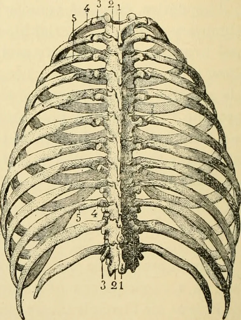 An illustration from Handbook of physiology : for students and practitioners of medicine / by Austin Flint ... with two hundred and forty-seven illustrations in the text--including four in colors--and an atlas of sixteen color-plates, including forty-eight original figures taken from actual stained microscopical preparation., 1905, leaf 132