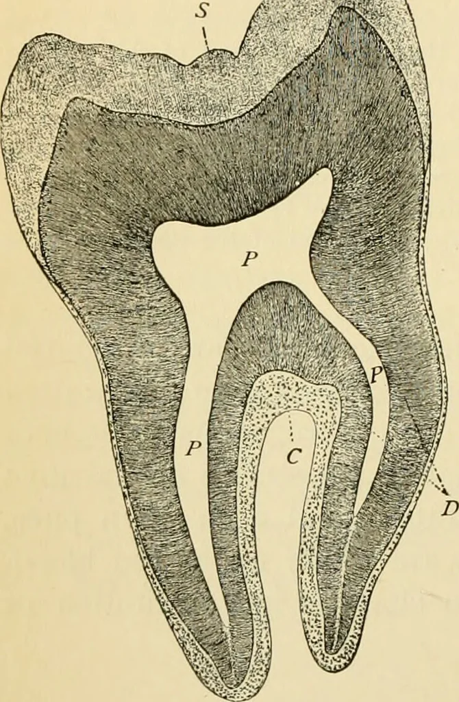 An illustration from Handbook of physiology : for students and practitioners of medicine / by Austin Flint ... with two hundred and forty-seven illustrations in the text--including four in colors--and an atlas of sixteen color-plates, including forty-eight original figures taken from actual stained microscopical preparation., 1905, leaf 200