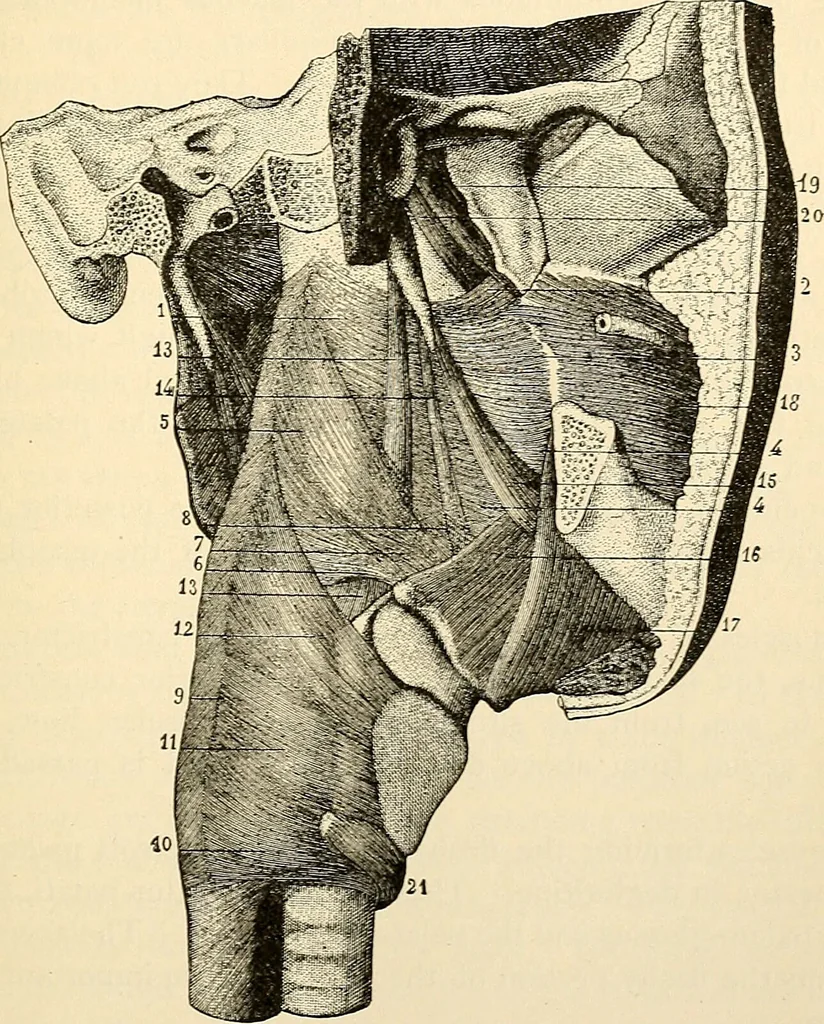 An illustration from Handbook of physiology : for students and practitioners of medicine / by Austin Flint ... with two hundred and forty-seven illustrations in the text--including four in colors--and an atlas of sixteen color-plates, including forty-eight original figures taken from actual stained microscopical preparation., 1905, leaf 213