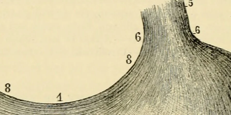 An illustration from Handbook of physiology : for students and practitioners of medicine / by Austin Flint ... with two hundred and forty-seven illustrations in the text--including four in colors--and an atlas of sixteen color-plates, including forty-eight original figures taken from actual stained microscopical preparation., 1905, leaf 222