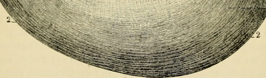 An illustration from Handbook of physiology : for students and practitioners of medicine / by Austin Flint ... with two hundred and forty-seven illustrations in the text--including four in colors--and an atlas of sixteen color-plates, including forty-eight original figures taken from actual stained microscopical preparation., 1905, leaf 222