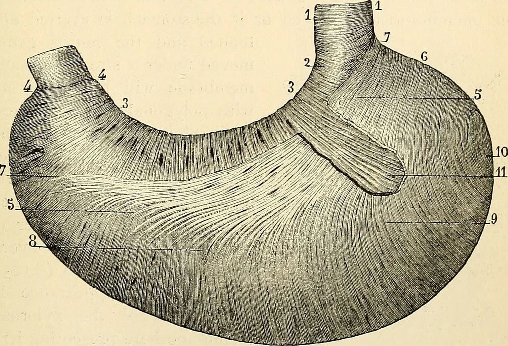 An illustration from Handbook of physiology : for students and practitioners of medicine / by Austin Flint ... with two hundred and forty-seven illustrations in the text--including four in colors--and an atlas of sixteen color-plates, including forty-eight original figures taken from actual stained microscopical preparation., 1905, leaf 223