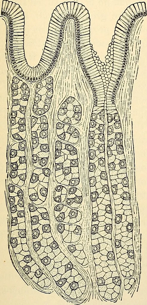 An illustration from Handbook of physiology : for students and practitioners of medicine / by Austin Flint ... with two hundred and forty-seven illustrations in the text--including four in colors--and an atlas of sixteen color-plates, including forty-eight original figures taken from actual stained microscopical preparation., 1905, leaf 225
