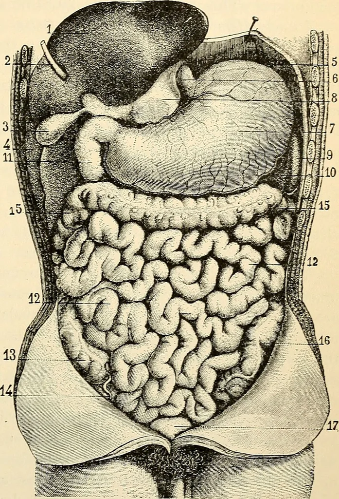 An illustration from Handbook of physiology : for students and practitioners of medicine / by Austin Flint ... with two hundred and forty-seven illustrations in the text--including four in colors--and an atlas of sixteen color-plates, including forty-eight original figures taken from actual stained microscopical preparation., 1905, leaf 243