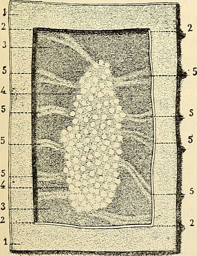 An illustration from Handbook of physiology : for students and practitioners of medicine / by Austin Flint ... with two hundred and forty-seven illustrations in the text--including four in colors--and an atlas of sixteen color-plates, including forty-eight original figures taken from actual stained microscopical preparation., 1905, leaf 249