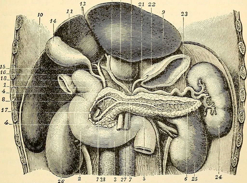 An illustration from Handbook of physiology : for students and practitioners of medicine / by Austin Flint ... with two hundred and forty-seven illustrations in the text--including four in colors--and an atlas of sixteen color-plates, including forty-eight original figures taken from actual stained microscopical preparation., 1905, leaf 253