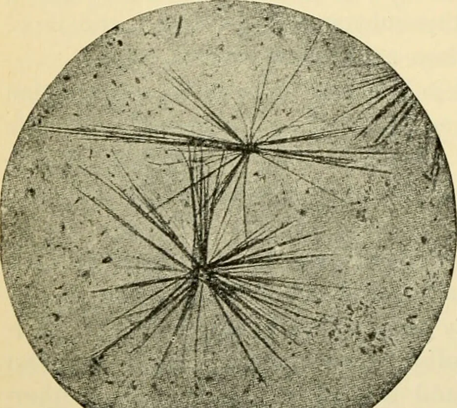 An illustration from Handbook of physiology : for students and practitioners of medicine / by Austin Flint ... with two hundred and forty-seven illustrations in the text--including four in colors--and an atlas of sixteen color-plates, including forty-eight original figures taken from actual stained microscopical preparation., 1905, leaf 270