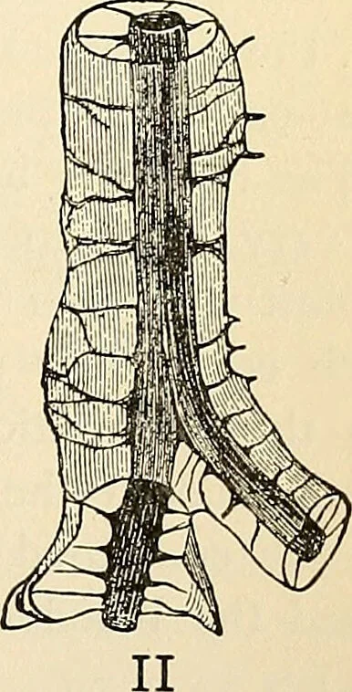 An illustration from Handbook of physiology : for students and practitioners of medicine / by Austin Flint ... with two hundred and forty-seven illustrations in the text--including four in colors--and an atlas of sixteen color-plates, including forty-eight original figures taken from actual stained microscopical preparation., 1905, leaf 277
