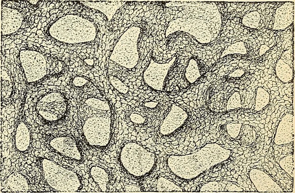 An illustration from Handbook of physiology : for students and practitioners of medicine / by Austin Flint ... with two hundred and forty-seven illustrations in the text--including four in colors--and an atlas of sixteen color-plates, including forty-eight original figures taken from actual stained microscopical preparation., 1905, leaf 279