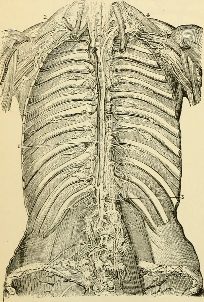 An illustration from Handbook of physiology : for students and practitioners of medicine / by Austin Flint ... with two hundred and forty-seven illustrations in the text--including four in colors--and an atlas of sixteen color-plates, including forty-eight original figures taken from actual stained microscopical preparation., 1905, leaf 284