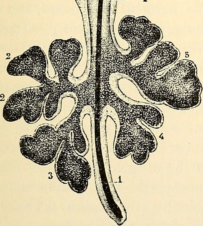 An illustration from Handbook of physiology : for students and practitioners of medicine / by Austin Flint ... with two hundred and forty-seven illustrations in the text--including four in colors--and an atlas of sixteen color-plates, including forty-eight original figures taken from actual stained microscopical preparation., 1905, leaf 319