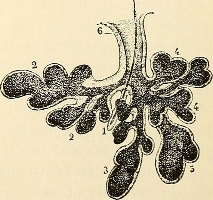 An illustration from Handbook of physiology : for students and practitioners of medicine / by Austin Flint ... with two hundred and forty-seven illustrations in the text--including four in colors--and an atlas of sixteen color-plates, including forty-eight original figures taken from actual stained microscopical preparation., 1905, leaf 319