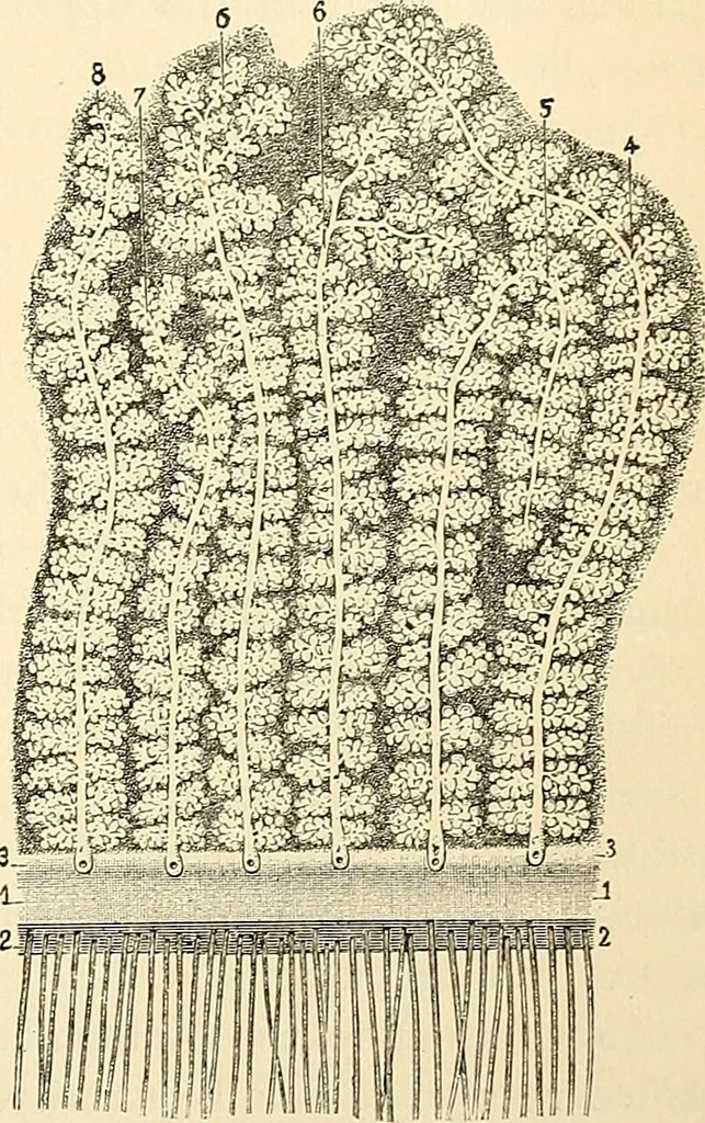 An illustration from Handbook of physiology : for students and practitioners of medicine / by Austin Flint ... with two hundred and forty-seven illustrations in the text--including four in colors--and an atlas of sixteen color-plates, including forty-eight original figures taken from actual stained microscopical preparation., 1905, leaf 321