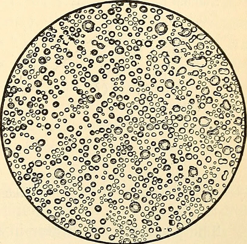 An illustration from Handbook of physiology : for students and practitioners of medicine / by Austin Flint ... with two hundred and forty-seven illustrations in the text--including four in colors--and an atlas of sixteen color-plates, including forty-eight original figures taken from actual stained microscopical preparation., 1905, leaf 333