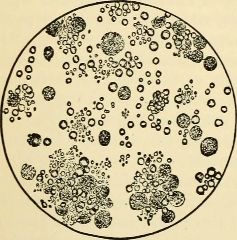An illustration from Handbook of physiology : for students and practitioners of medicine / by Austin Flint ... with two hundred and forty-seven illustrations in the text--including four in colors--and an atlas of sixteen color-plates, including forty-eight original figures taken from actual stained microscopical preparation., 1905, leaf 338