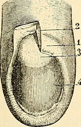 An illustration from Handbook of physiology : for students and practitioners of medicine / by Austin Flint ... with two hundred and forty-seven illustrations in the text--including four in colors--and an atlas of sixteen color-plates, including forty-eight original figures taken from actual stained microscopical preparation., 1905, leaf 345