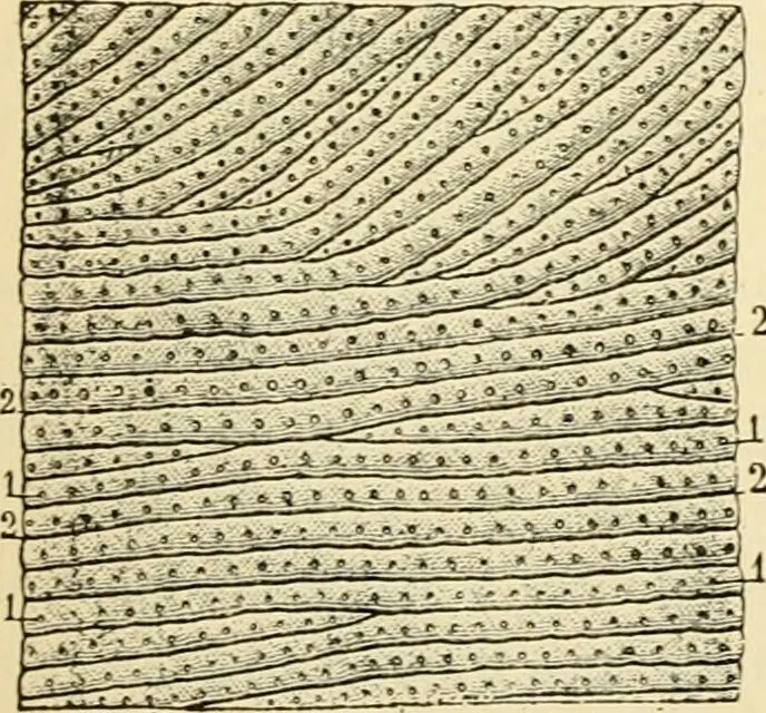 An illustration from Handbook of physiology : for students and practitioners of medicine / by Austin Flint ... with two hundred and forty-seven illustrations in the text--including four in colors--and an atlas of sixteen color-plates, including forty-eight original figures taken from actual stained microscopical preparation., 1905, leaf 352