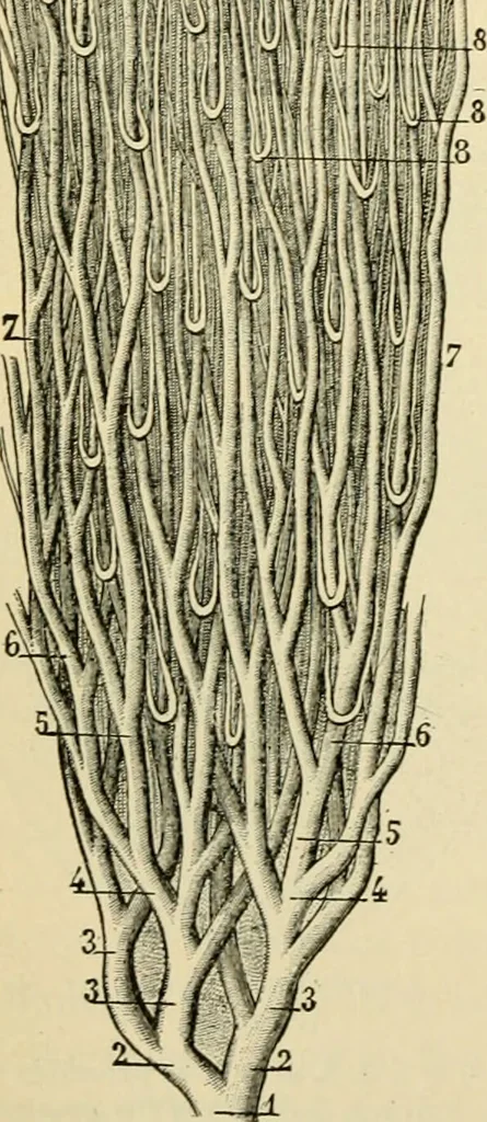 An illustration from Handbook of physiology : for students and practitioners of medicine / by Austin Flint ... with two hundred and forty-seven illustrations in the text--including four in colors--and an atlas of sixteen color-plates, including forty-eight original figures taken from actual stained microscopical preparation., 1905, leaf 360