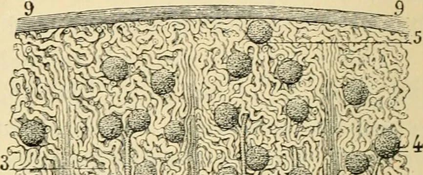 An illustration from Handbook of physiology : for students and practitioners of medicine / by Austin Flint ... with two hundred and forty-seven illustrations in the text--including four in colors--and an atlas of sixteen color-plates, including forty-eight original figures taken from actual stained microscopical preparation., 1905, leaf 360