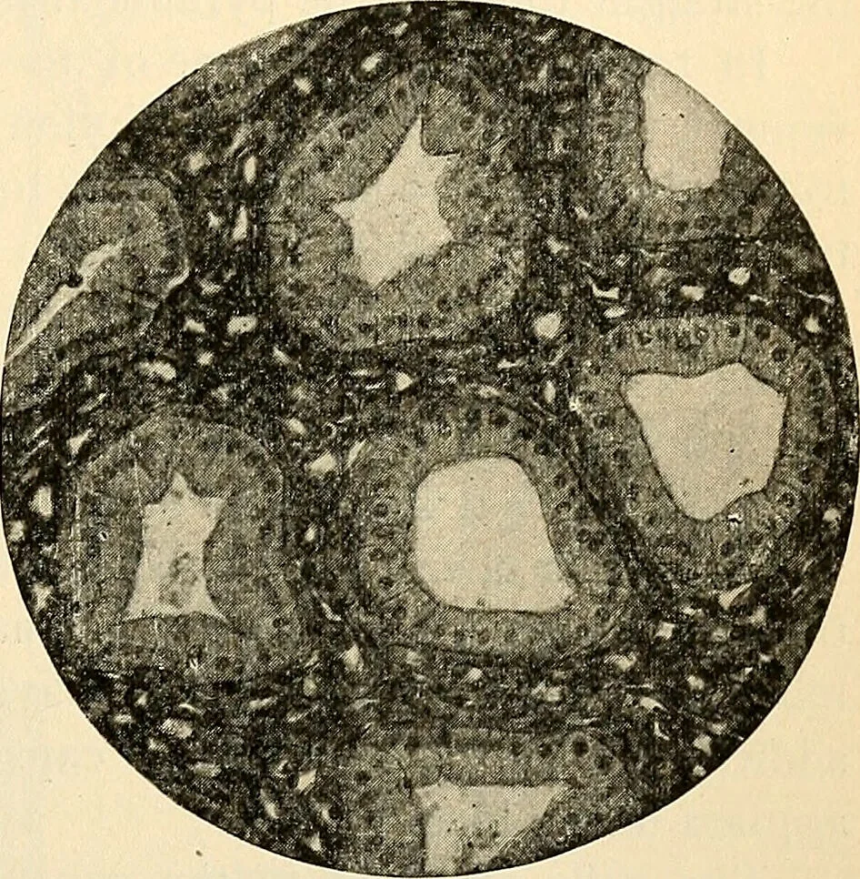 An illustration from Handbook of physiology : for students and practitioners of medicine / by Austin Flint ... with two hundred and forty-seven illustrations in the text--including four in colors--and an atlas of sixteen color-plates, including forty-eight original figures taken from actual stained microscopical preparation., 1905, leaf 361