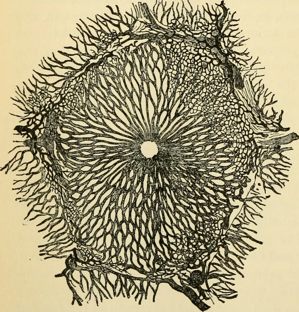 An illustration from Handbook of physiology : for students and practitioners of medicine / by Austin Flint ... with two hundred and forty-seven illustrations in the text--including four in colors--and an atlas of sixteen color-plates, including forty-eight original figures taken from actual stained microscopical preparation., 1905, leaf 396