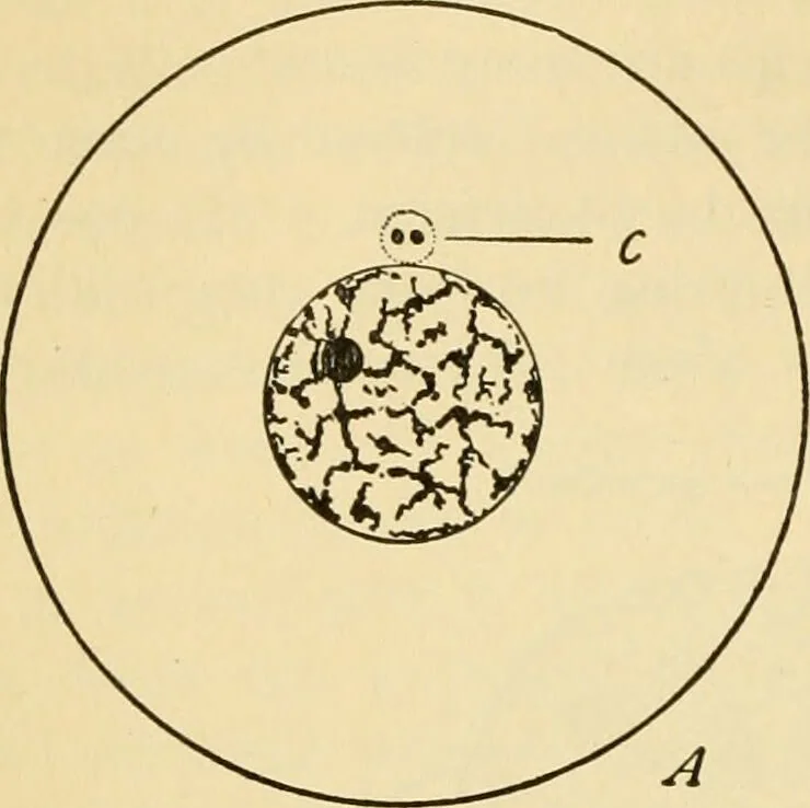 An illustration from Handbook of physiology : for students and practitioners of medicine / by Austin Flint ... with two hundred and forty-seven illustrations in the text--including four in colors--and an atlas of sixteen color-plates, including forty-eight original figures taken from actual stained microscopical preparation., 1905, leaf 40