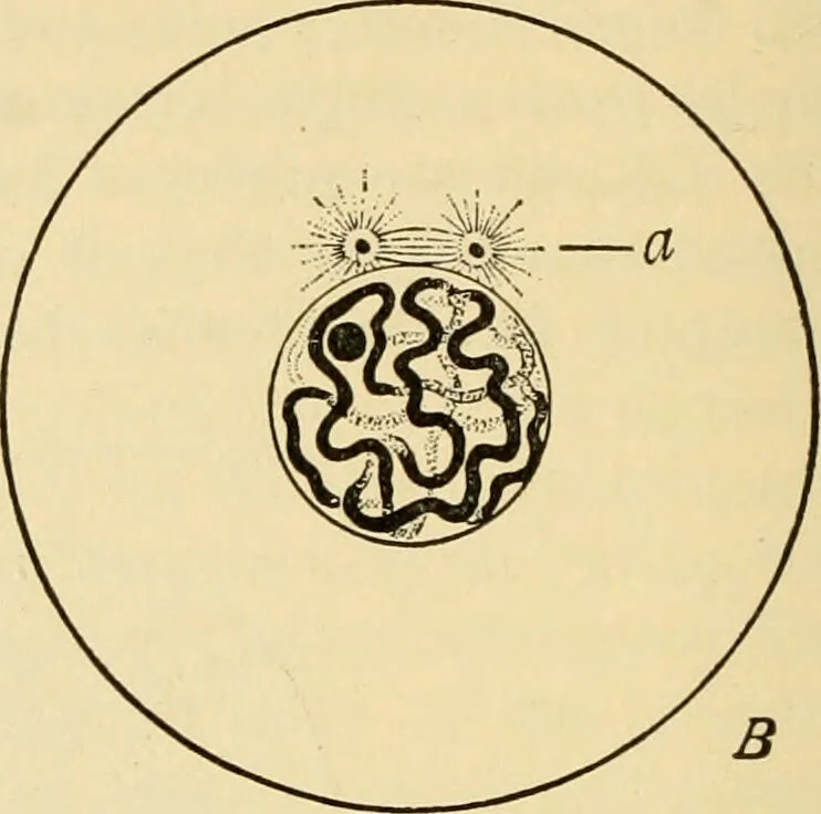 An illustration from Handbook of physiology : for students and practitioners of medicine / by Austin Flint ... with two hundred and forty-seven illustrations in the text--including four in colors--and an atlas of sixteen color-plates, including forty-eight original figures taken from actual stained microscopical preparation., 1905, leaf 40