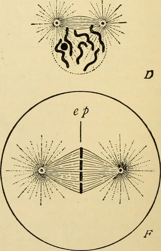 An illustration from Handbook of physiology : for students and practitioners of medicine / by Austin Flint ... with two hundred and forty-seven illustrations in the text--including four in colors--and an atlas of sixteen color-plates, including forty-eight original figures taken from actual stained microscopical preparation., 1905, leaf 40