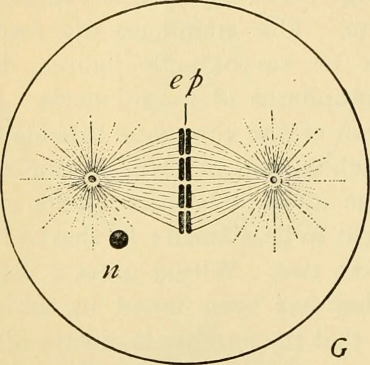 An illustration from Handbook of physiology : for students and practitioners of medicine / by Austin Flint ... with two hundred and forty-seven illustrations in the text--including four in colors--and an atlas of sixteen color-plates, including forty-eight original figures taken from actual stained microscopical preparation., 1905, leaf 42