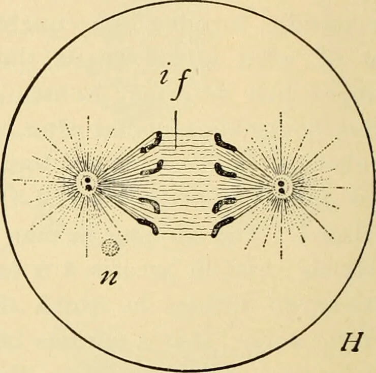 An illustration from Handbook of physiology : for students and practitioners of medicine / by Austin Flint ... with two hundred and forty-seven illustrations in the text--including four in colors--and an atlas of sixteen color-plates, including forty-eight original figures taken from actual stained microscopical preparation., 1905, leaf 42
