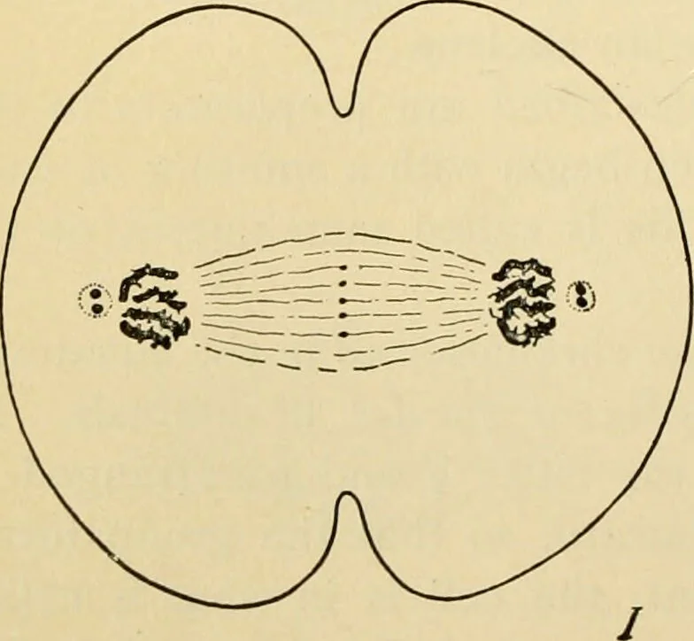An illustration from Handbook of physiology : for students and practitioners of medicine / by Austin Flint ... with two hundred and forty-seven illustrations in the text--including four in colors--and an atlas of sixteen color-plates, including forty-eight original figures taken from actual stained microscopical preparation., 1905, leaf 42