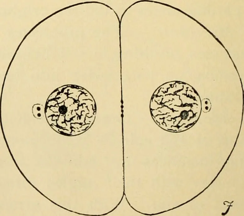 An illustration from Handbook of physiology : for students and practitioners of medicine / by Austin Flint ... with two hundred and forty-seven illustrations in the text--including four in colors--and an atlas of sixteen color-plates, including forty-eight original figures taken from actual stained microscopical preparation., 1905, leaf 42