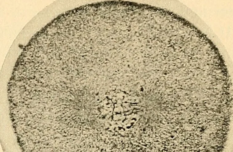 An illustration from Handbook of physiology : for students and practitioners of medicine / by Austin Flint ... with two hundred and forty-seven illustrations in the text--including four in colors--and an atlas of sixteen color-plates, including forty-eight original figures taken from actual stained microscopical preparation., 1905, leaf 43