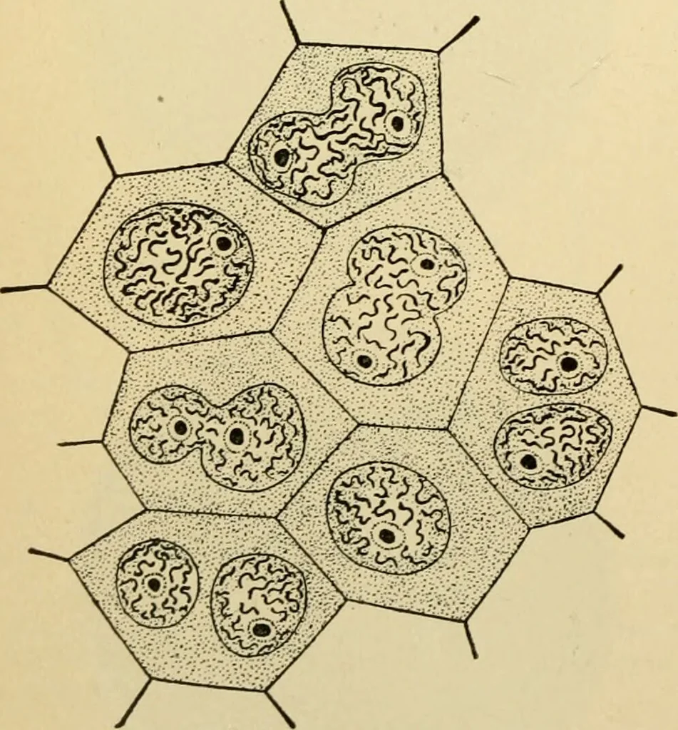 An illustration from Handbook of physiology : for students and practitioners of medicine / by Austin Flint ... with two hundred and forty-seven illustrations in the text--including four in colors--and an atlas of sixteen color-plates, including forty-eight original figures taken from actual stained microscopical preparation., 1905, leaf 44