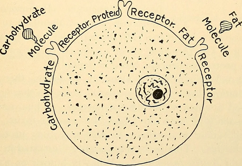 An illustration from Handbook of physiology : for students and practitioners of medicine / by Austin Flint ... with two hundred and forty-seven illustrations in the text--including four in colors--and an atlas of sixteen color-plates, including forty-eight original figures taken from actual stained microscopical preparation., 1905, leaf 45