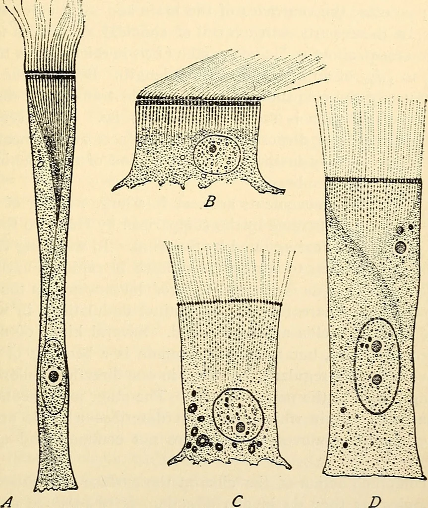 An illustration from Handbook of physiology : for students and practitioners of medicine / by Austin Flint ... with two hundred and forty-seven illustrations in the text--including four in colors--and an atlas of sixteen color-plates, including forty-eight original figures taken from actual stained microscopical preparation., 1905, leaf 451