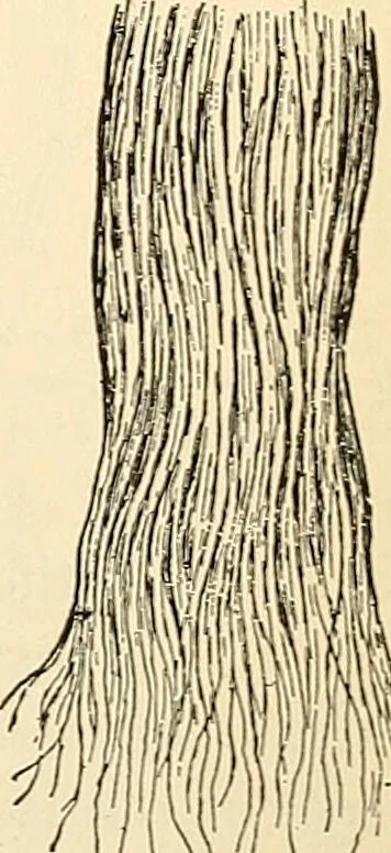 An illustration from Handbook of physiology : for students and practitioners of medicine / by Austin Flint ... with two hundred and forty-seven illustrations in the text--including four in colors--and an atlas of sixteen color-plates, including forty-eight original figures taken from actual stained microscopical preparation., 1905, leaf 453