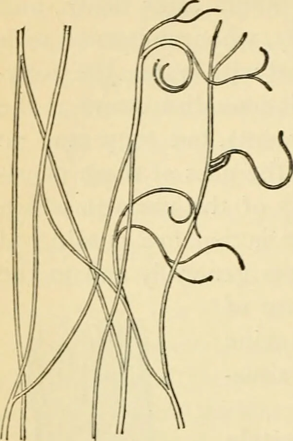 An illustration from Handbook of physiology : for students and practitioners of medicine / by Austin Flint ... with two hundred and forty-seven illustrations in the text--including four in colors--and an atlas of sixteen color-plates, including forty-eight original figures taken from actual stained microscopical preparation., 1905, leaf 454