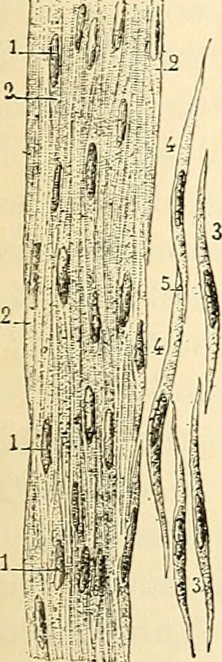 An illustration from Handbook of physiology : for students and practitioners of medicine / by Austin Flint ... with two hundred and forty-seven illustrations in the text--including four in colors--and an atlas of sixteen color-plates, including forty-eight original figures taken from actual stained microscopical preparation., 1905, leaf 455