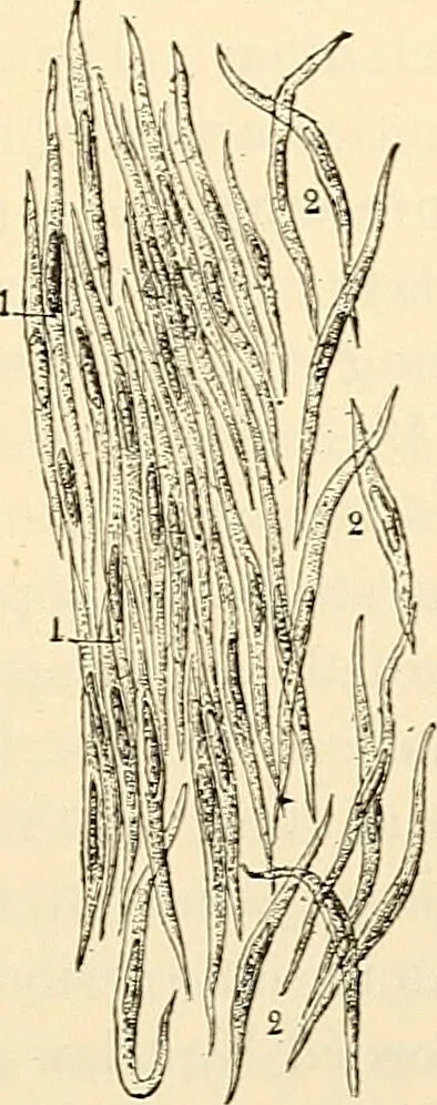 An illustration from Handbook of physiology : for students and practitioners of medicine / by Austin Flint ... with two hundred and forty-seven illustrations in the text--including four in colors--and an atlas of sixteen color-plates, including forty-eight original figures taken from actual stained microscopical preparation., 1905, leaf 455