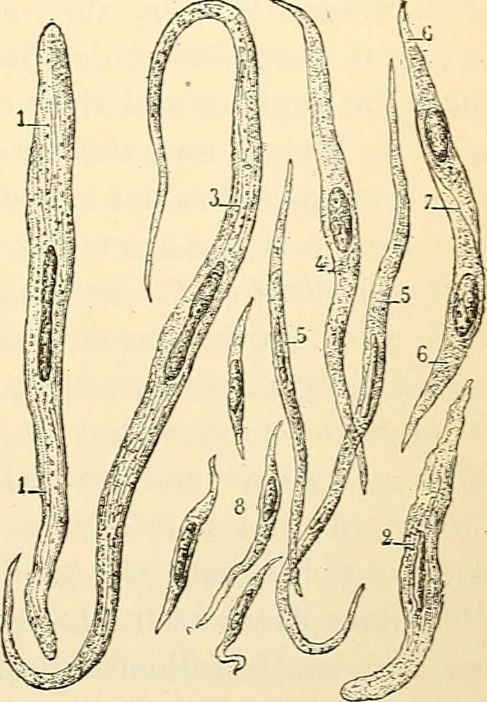 An illustration from Handbook of physiology : for students and practitioners of medicine / by Austin Flint ... with two hundred and forty-seven illustrations in the text--including four in colors--and an atlas of sixteen color-plates, including forty-eight original figures taken from actual stained microscopical preparation., 1905, leaf 455