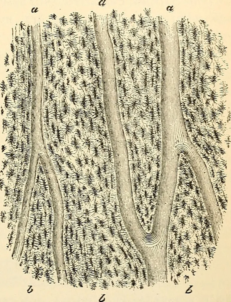An illustration from Handbook of physiology : for students and practitioners of medicine / by Austin Flint ... with two hundred and forty-seven illustrations in the text--including four in colors--and an atlas of sixteen color-plates, including forty-eight original figures taken from actual stained microscopical preparation., 1905, leaf 467