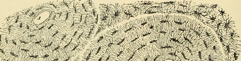 An illustration from Handbook of physiology : for students and practitioners of medicine / by Austin Flint ... with two hundred and forty-seven illustrations in the text--including four in colors--and an atlas of sixteen color-plates, including forty-eight original figures taken from actual stained microscopical preparation., 1905, leaf 468
