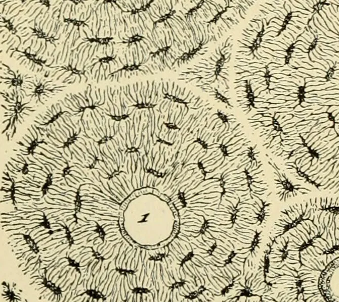 An illustration from Handbook of physiology : for students and practitioners of medicine / by Austin Flint ... with two hundred and forty-seven illustrations in the text--including four in colors--and an atlas of sixteen color-plates, including forty-eight original figures taken from actual stained microscopical preparation., 1905, leaf 468