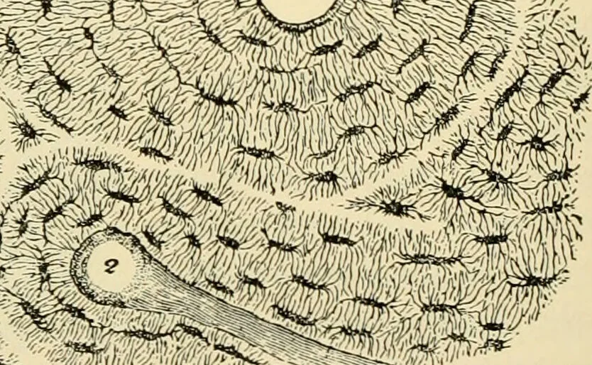 An illustration from Handbook of physiology : for students and practitioners of medicine / by Austin Flint ... with two hundred and forty-seven illustrations in the text--including four in colors--and an atlas of sixteen color-plates, including forty-eight original figures taken from actual stained microscopical preparation., 1905, leaf 468
