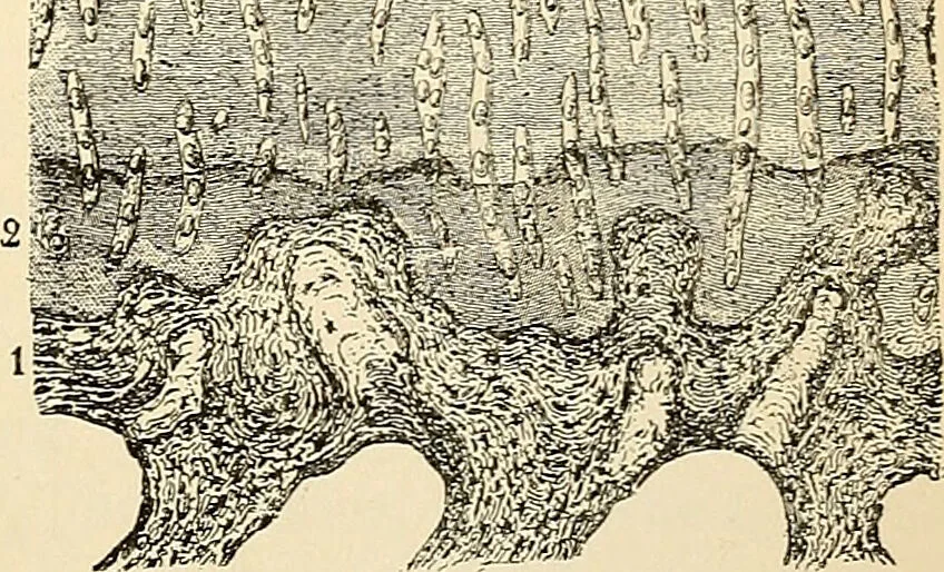 An illustration from Handbook of physiology : for students and practitioners of medicine / by Austin Flint ... with two hundred and forty-seven illustrations in the text--including four in colors--and an atlas of sixteen color-plates, including forty-eight original figures taken from actual stained microscopical preparation., 1905, leaf 471