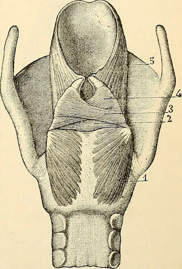 An illustration from Handbook of physiology : for students and practitioners of medicine / by Austin Flint ... with two hundred and forty-seven illustrations in the text--including four in colors--and an atlas of sixteen color-plates, including forty-eight original figures taken from actual stained microscopical preparation., 1905, leaf 475