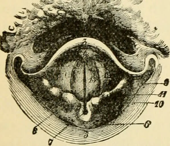 An illustration from Handbook of physiology : for students and practitioners of medicine / by Austin Flint ... with two hundred and forty-seven illustrations in the text--including four in colors--and an atlas of sixteen color-plates, including forty-eight original figures taken from actual stained microscopical preparation., 1905, leaf 478