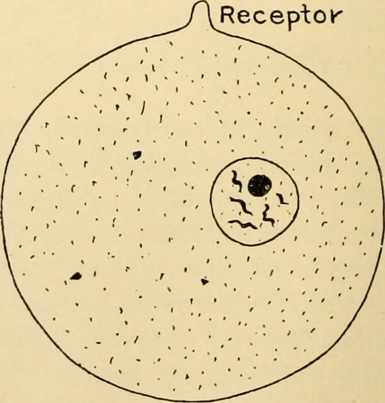 An illustration from Handbook of physiology : for students and practitioners of medicine / by Austin Flint ... with two hundred and forty-seven illustrations in the text--including four in colors--and an atlas of sixteen color-plates, including forty-eight original figures taken from actual stained microscopical preparation., 1905, leaf 48